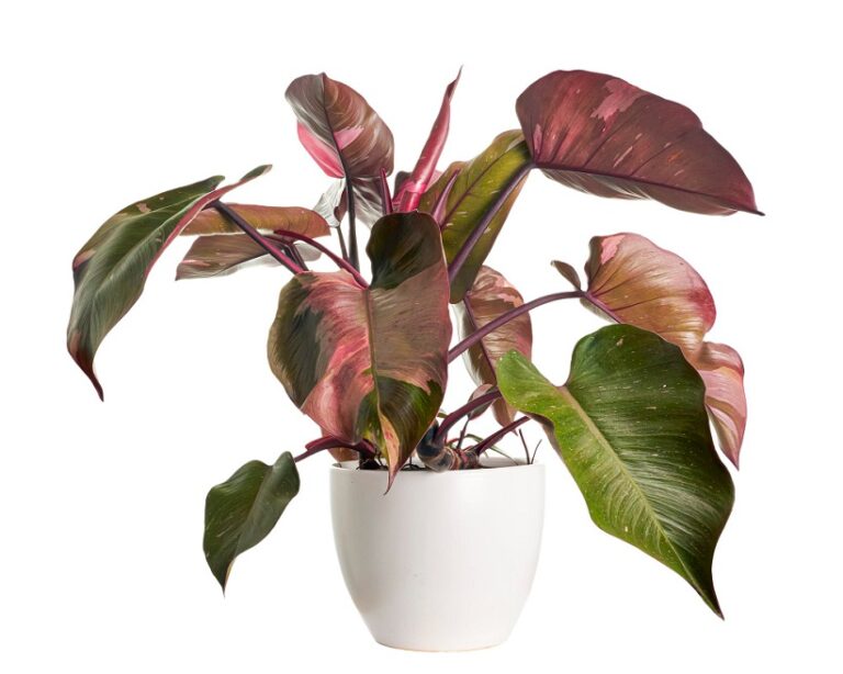 Pink Princess Philodendron: A Beginner’s Guide to Grow and Care This Colorful Plant