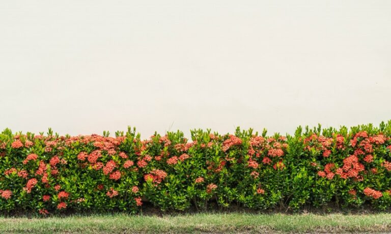 Fast-Growing Hedge Plants for Screening: Your Quick-Fix Solution to Nosy Neighbours