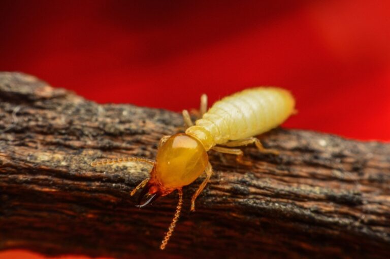 Understanding the Different Types of Termite Control Products and How They Work