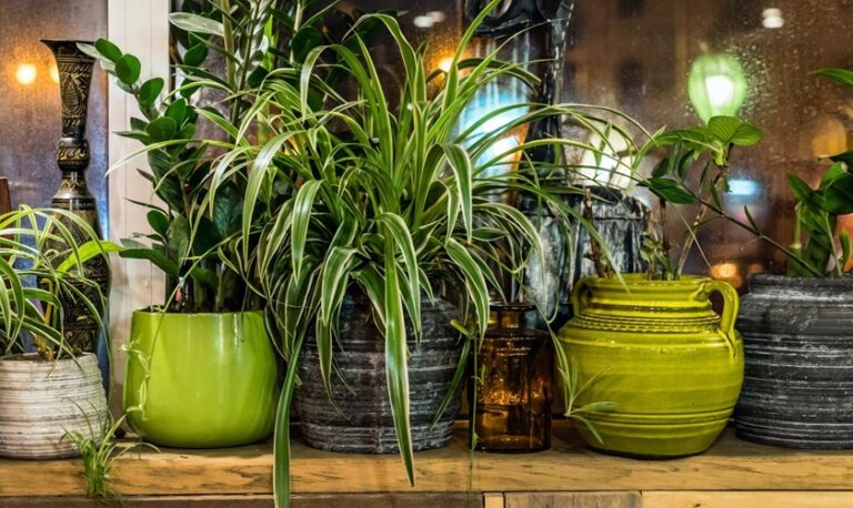 5 Creative Ways to Elevate Your Indoor Plant Display