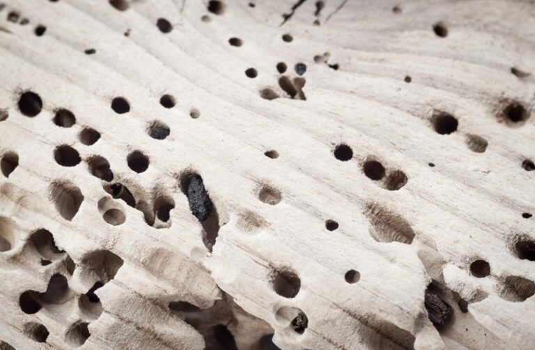 The Top Termite Control Products Recommended by Experts