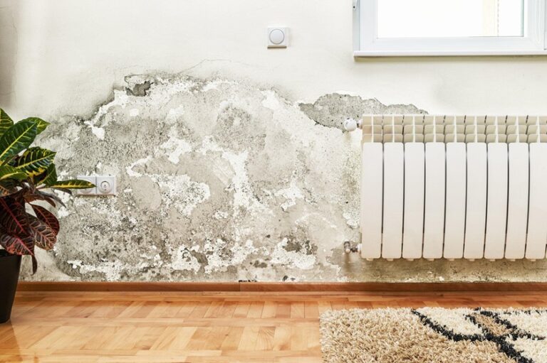 Understanding the Different Types of Household Mold and Their Potential Health Risks