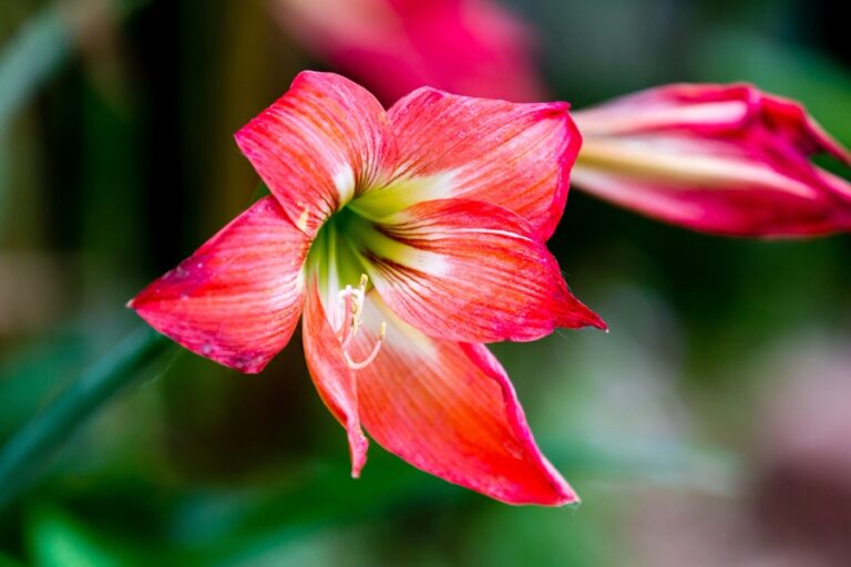 What to Do with Amaryllis After It Blooms: A Complete Guide