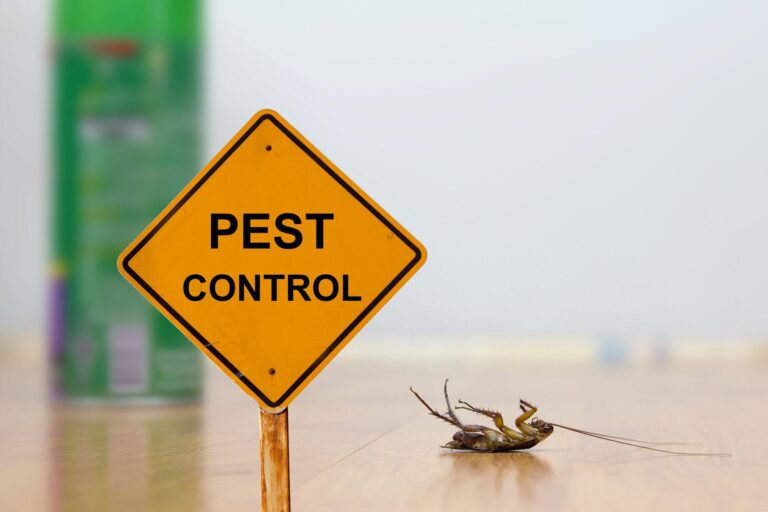 Signs You Need a Scorpion Exterminator: 8 Key Indicators